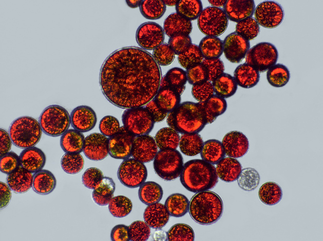 Haematococcus