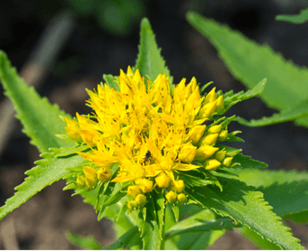 Rhodiola