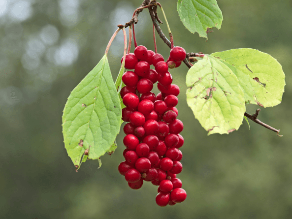 Schisandra