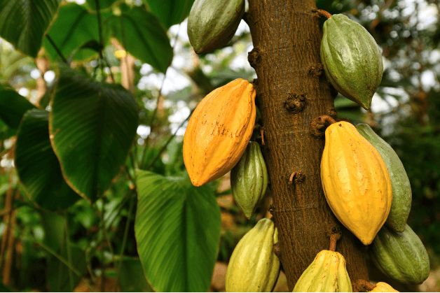 Theobroma Cacao